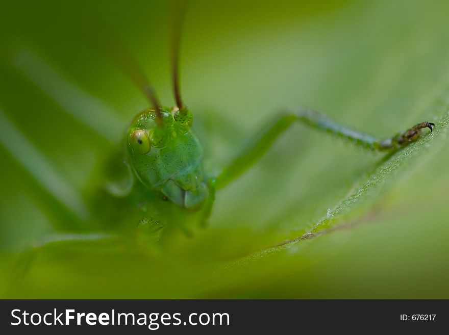 The face of a grasshopper.