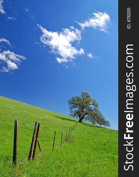 Tree in a spring meadow. Tree in a spring meadow