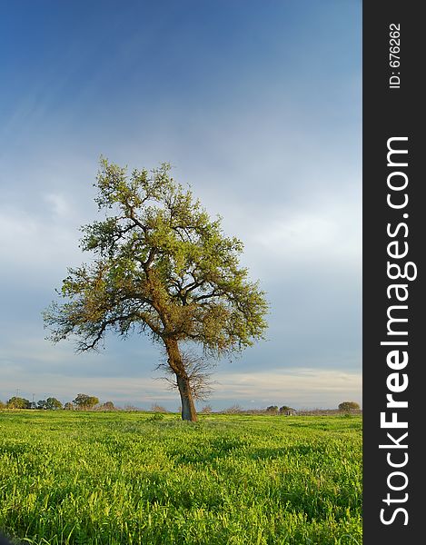 Tree in a spring meadow. Tree in a spring meadow