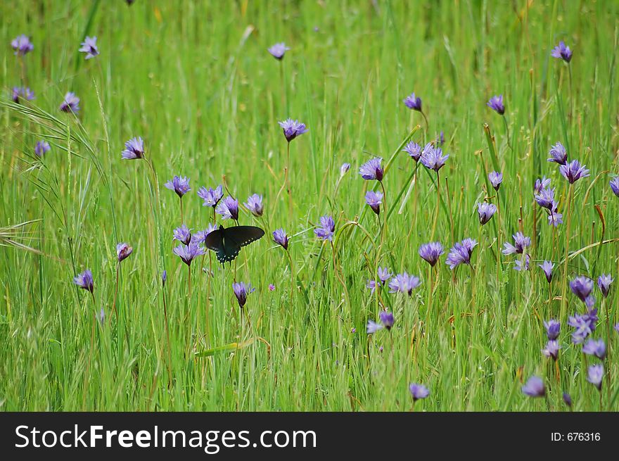 Butterfly in a spring meadow