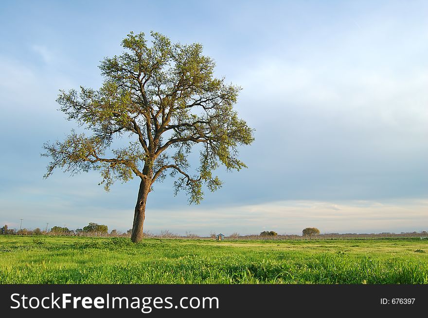 Tree in a spring meadow. Tree in a spring meadow