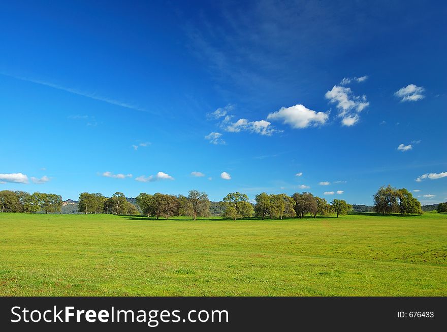 Springtime meadow and trees. Springtime meadow and trees