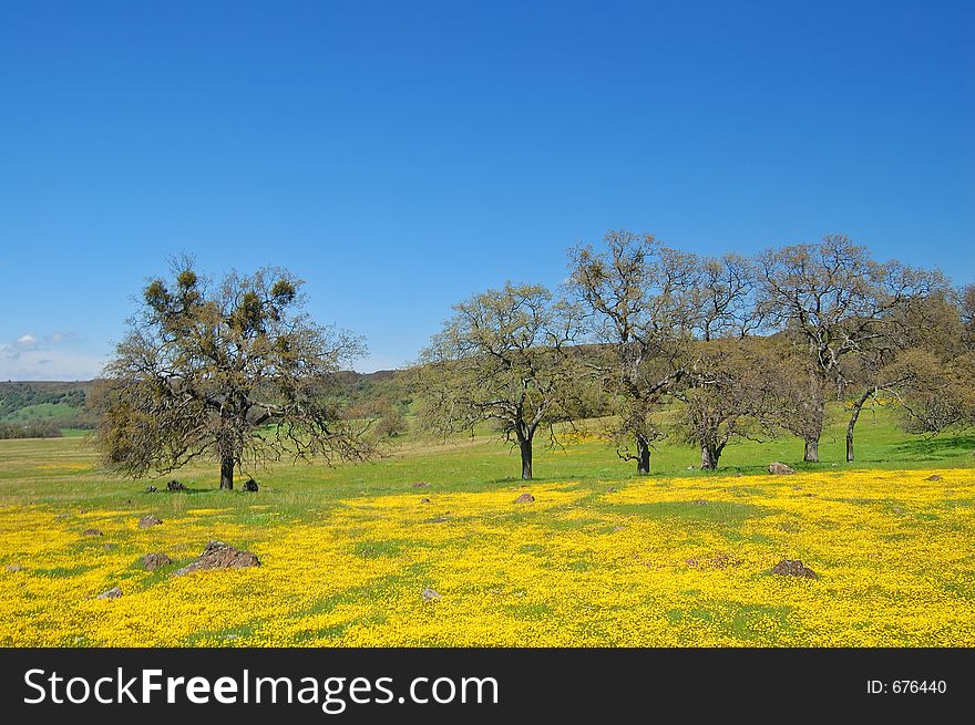 Wildflower meadow in springtime, near Chinese Camp, California. Wildflower meadow in springtime, near Chinese Camp, California