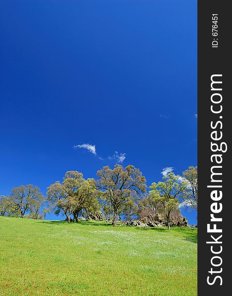 Springtime meadow and trees. Springtime meadow and trees