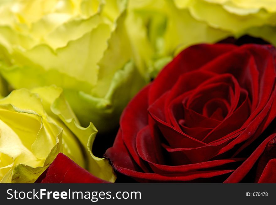 Dark red and yellow roses background. Dark red and yellow roses background