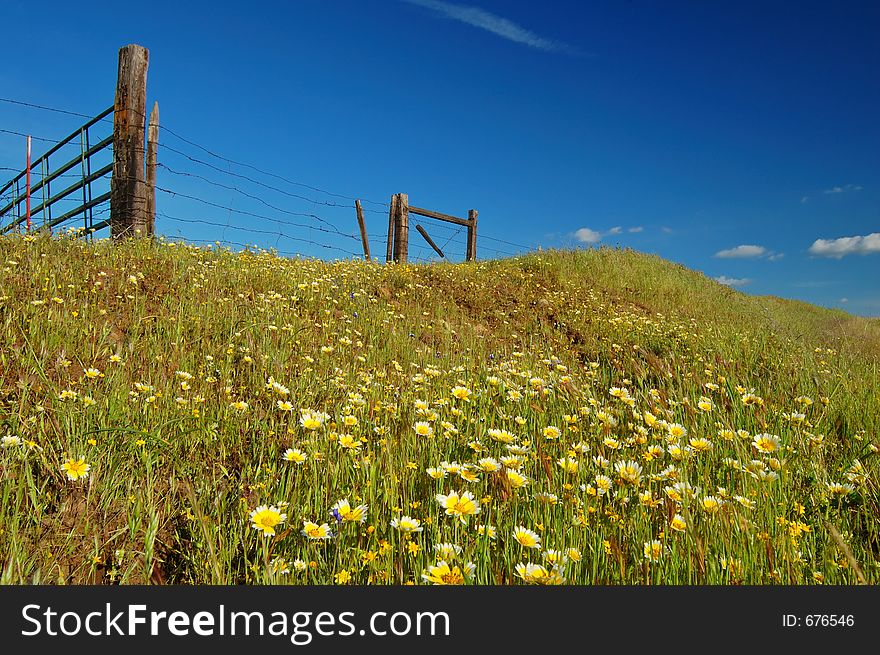 Wildflowers near Table Mountain, California. Wildflowers near Table Mountain, California