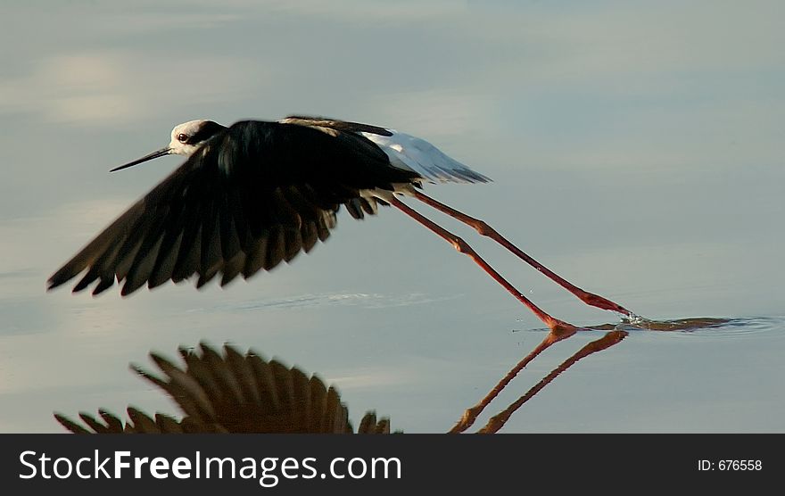 A bird in the lake. A bird in the lake