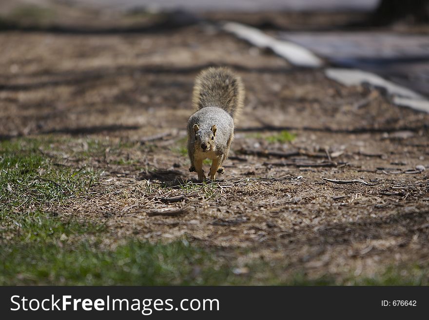 Squirrel Running