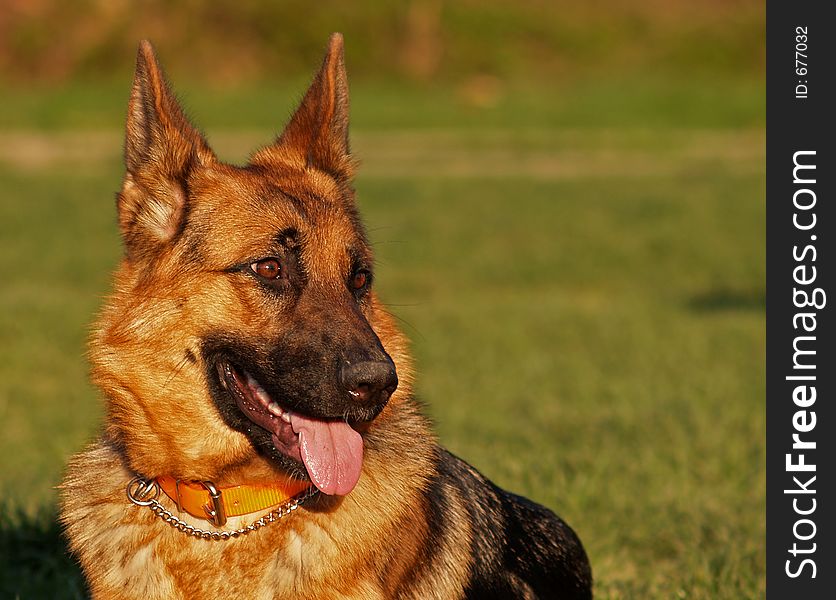 Dog / German Shepherd 2