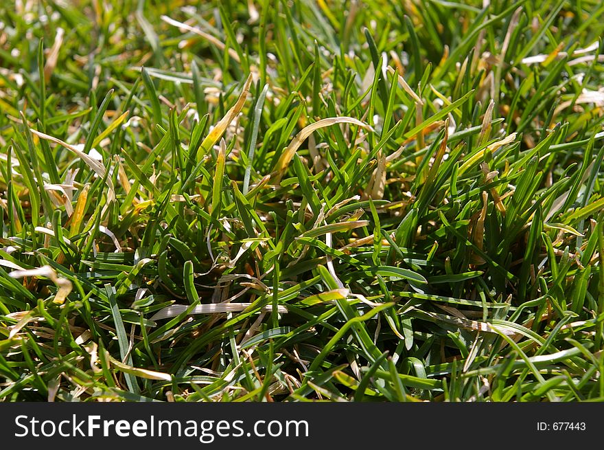A close up of green grass on a sunny day