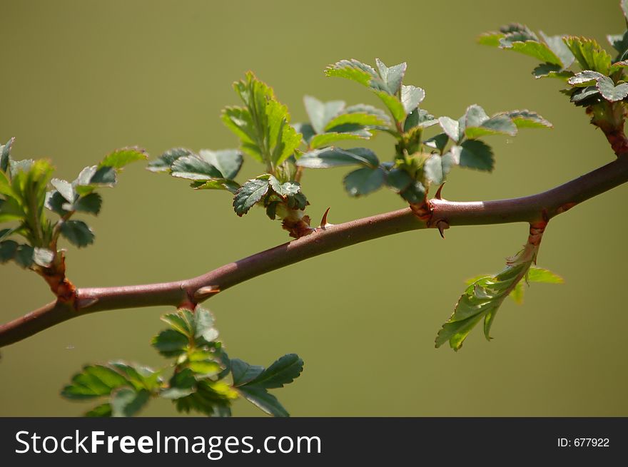 The First Thorn Bush Of Spring. The First Thorn Bush Of Spring