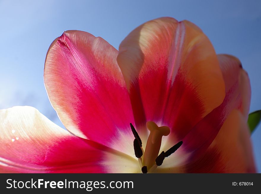 Close up of a tulip. Close up of a tulip