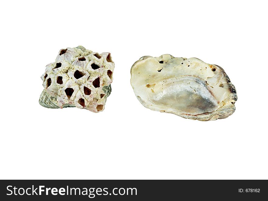 Sea Shells on white background. Sea Shells on white background.