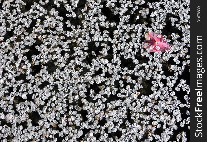 An abstract of pale pink flower petals floating on water. Could make a nice springtime background or an interesting texture. An abstract of pale pink flower petals floating on water. Could make a nice springtime background or an interesting texture.