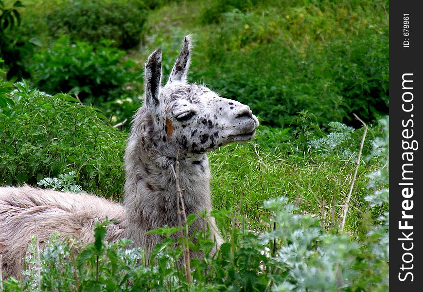Llama lying in a meadow