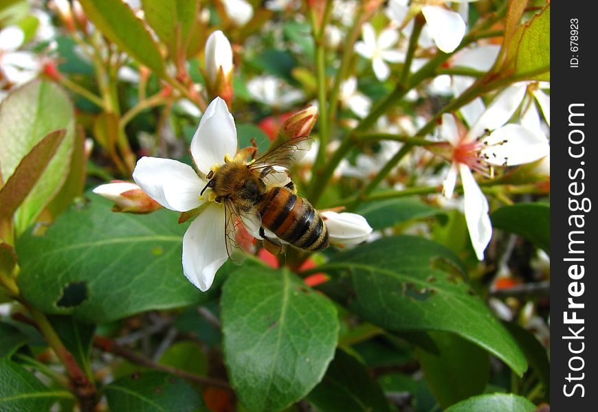 Honey Bee Gathering Pollen