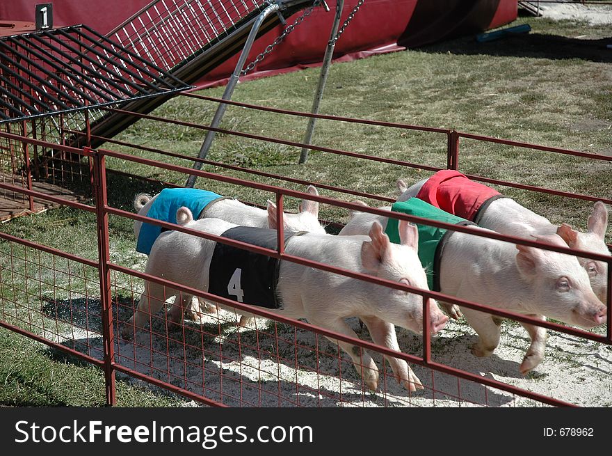 Racing pigs at the local show. Racing pigs at the local show