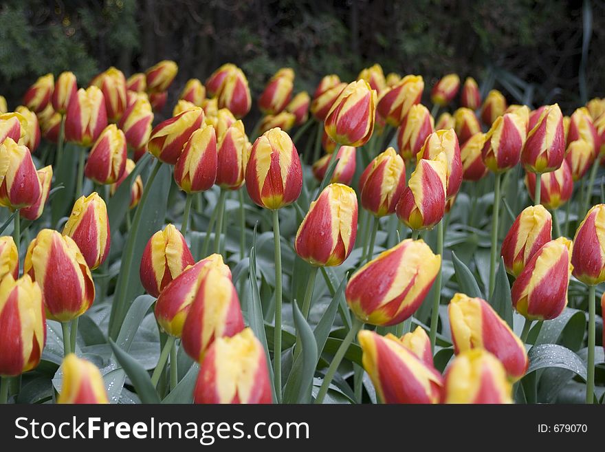 Abra Tulips in full bloom on a very rainy day.