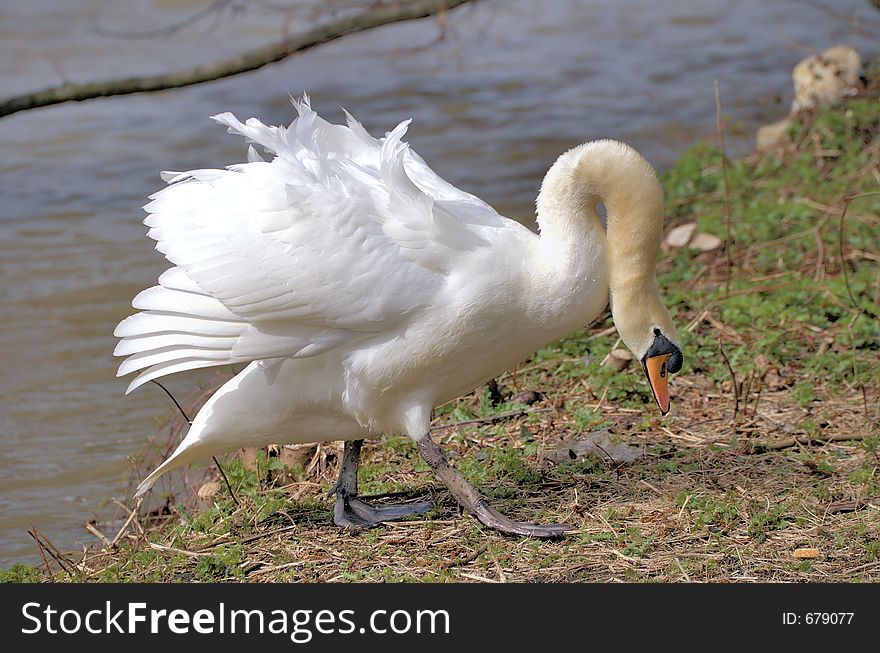 Swan in alpha male pose