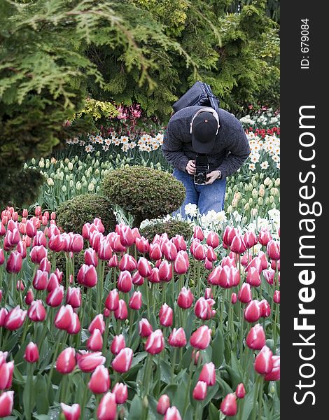 A medium format photographer captures Merry Widow tulips. A medium format photographer captures Merry Widow tulips.