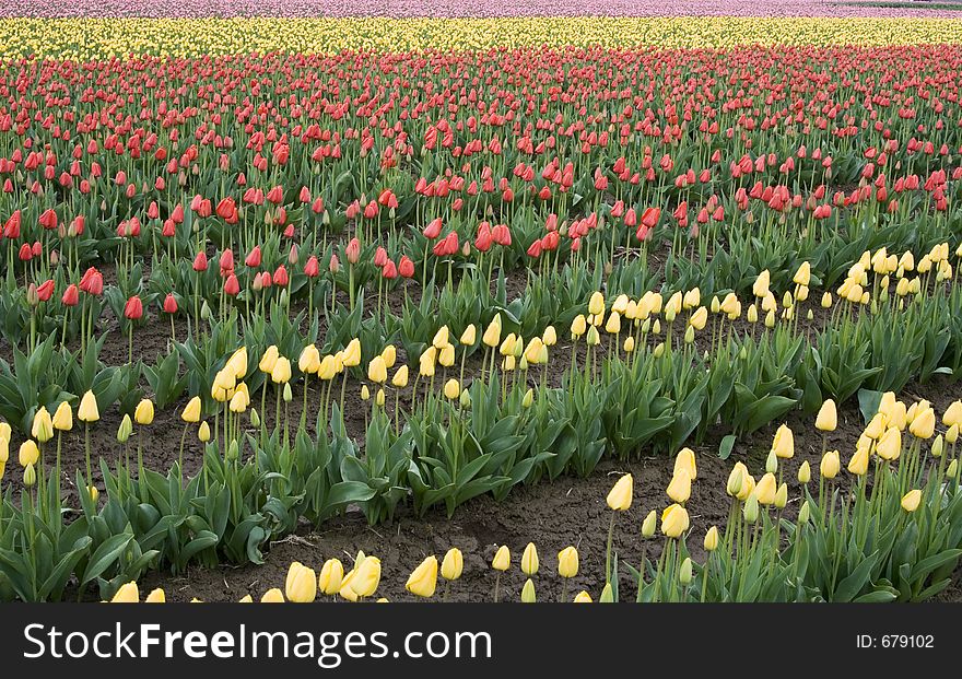 Pink, Yellow and Red Tulips ready for harvest. Pink, Yellow and Red Tulips ready for harvest.