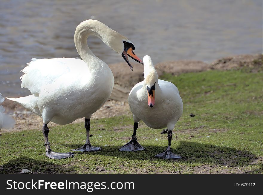 Alpha male showing other swan who the boss is. Alpha male showing other swan who the boss is