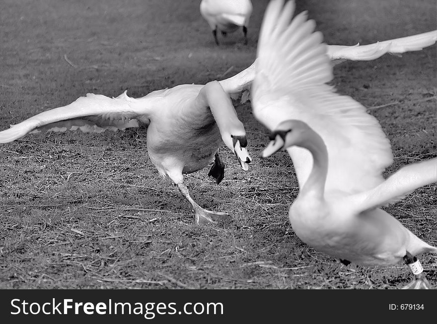 Swan attack!. Swan attack!