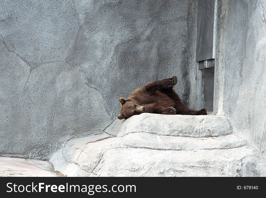 The bear has a rest after a dinner. The bear has a rest after a dinner