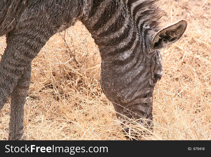 The hair of the young zebra is fluffier than the adults, and brown rather than pure black. The hair of the young zebra is fluffier than the adults, and brown rather than pure black