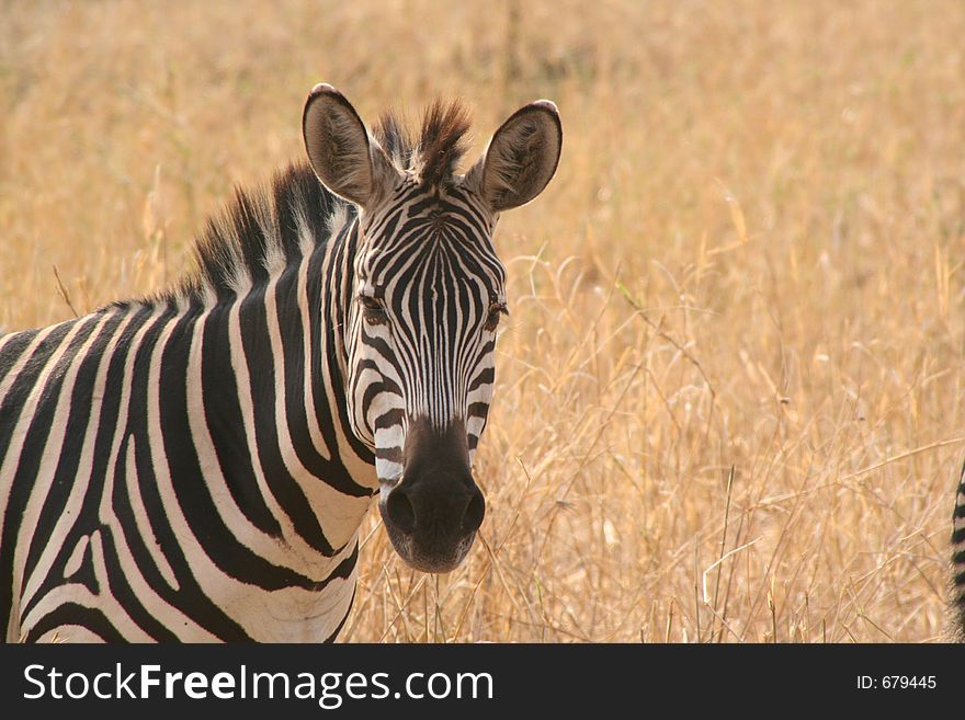 Zebra, Africa