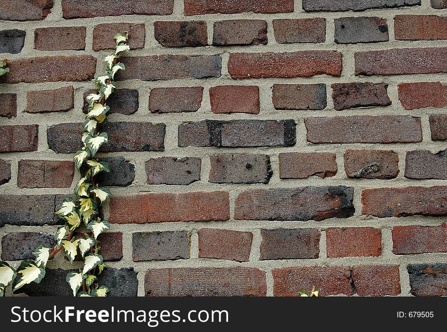 Wall With Ivy