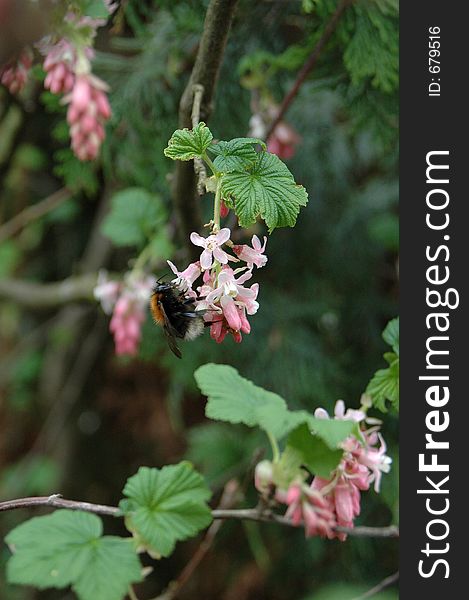 Bumblebee on ribes bush in spring