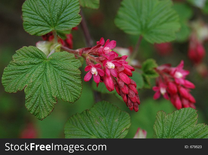 Ribes bush close-up with flowers