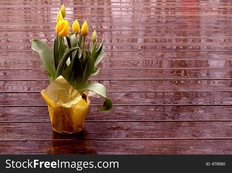 Yellow tulips on wet deck in springtime
