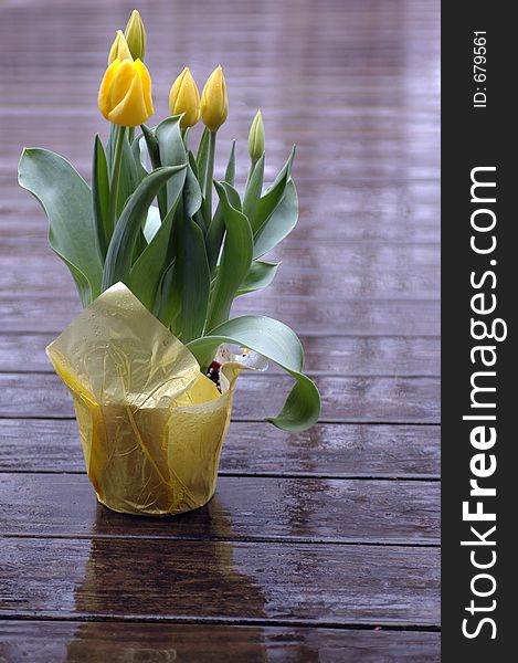 Yellow tulips on wet deck with shallow depth of field