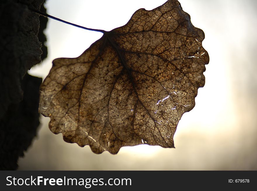 Brown leaf at sunset