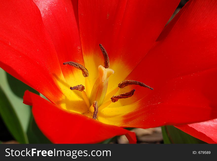 Giant red tulip in full bloom