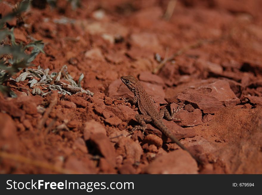 Tiny lizard on red desert rocks. Tiny lizard on red desert rocks