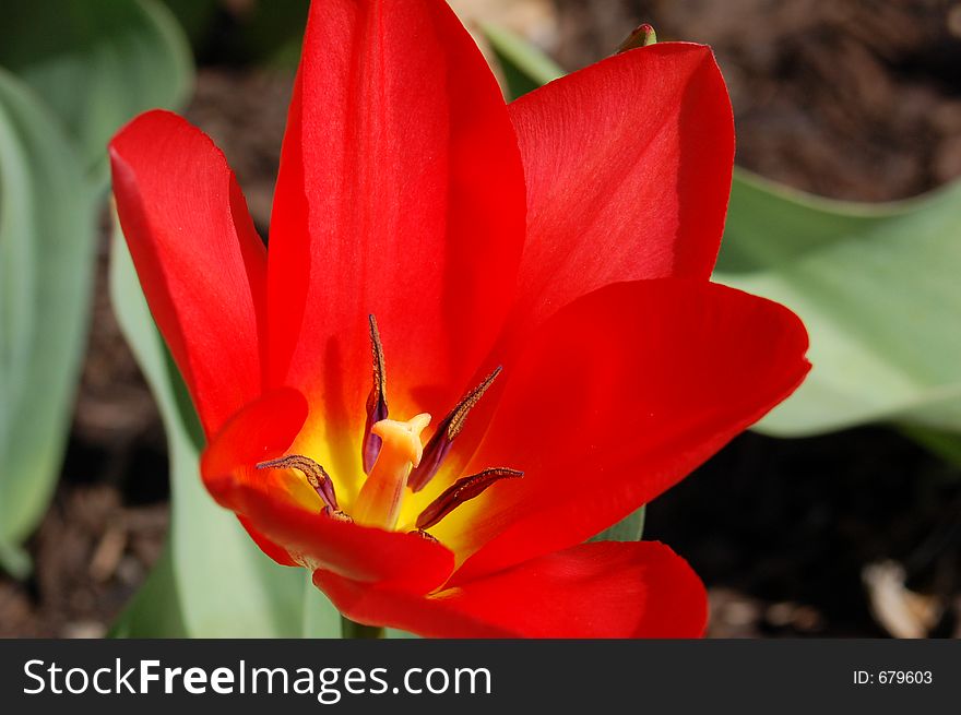 Red tulip in bloom
