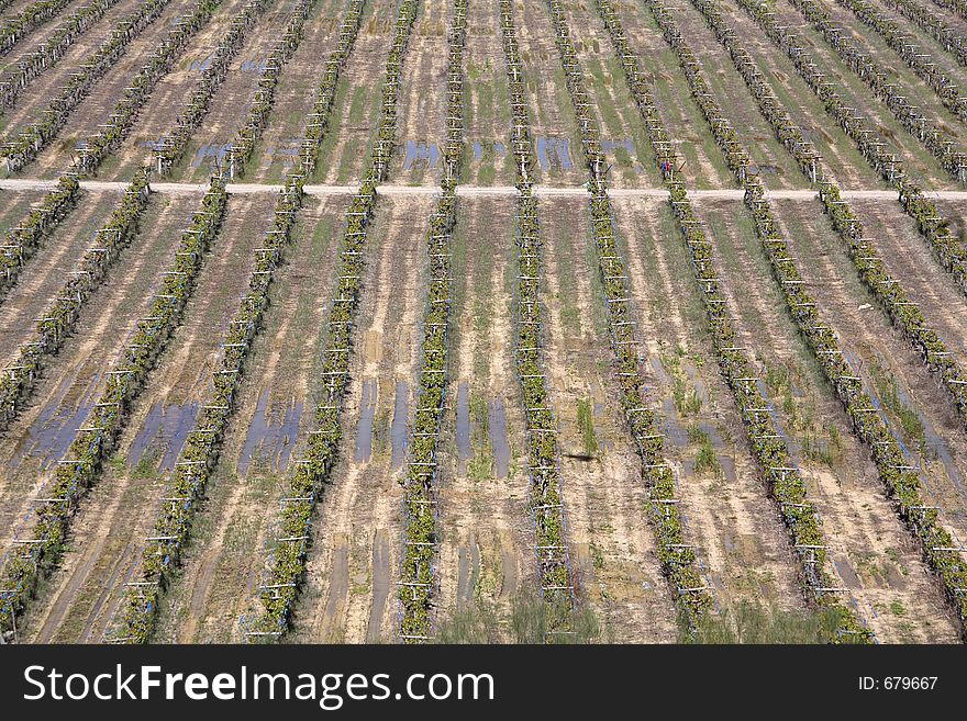 Rows of new grapevines in vineyard during springtime in Spain. Rows of new grapevines in vineyard during springtime in Spain