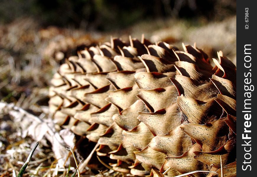 Fir cone dropped to the ground, ensuring perpetuation of species