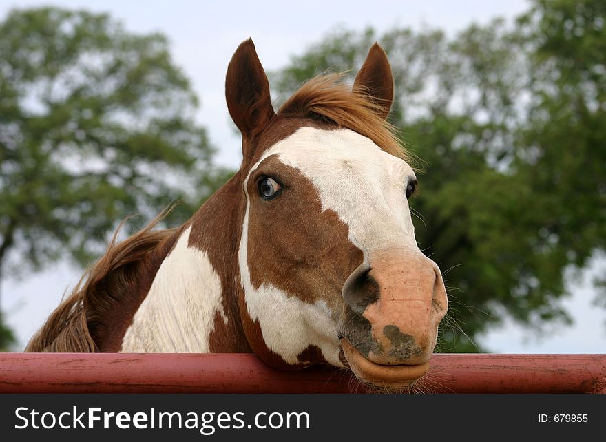 Proud paint stallion with head resting on top of red pipe gate, oak trees and sky, partial blue eye.