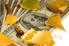 Dollars Of The USA And Birch Leaves Stock Photos Dollars Of The USA And Birch Leaves Stock Photos