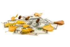 Dollars Of The USA And Birch Leaves Royalty Free Stock Photos Dollars Of The USA And Birch Leaves Royalty Free Stock Photos