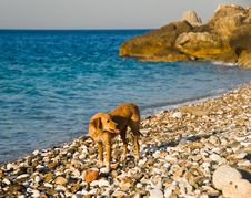 Dog On A Beach Stock Photography