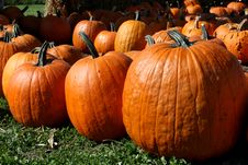 Pumpkins Galore Royalty Free Stock Photography