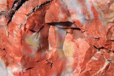 Petrified Wood Royalty Free Stock Photography Petrified Wood Royalty Free Stock Photography