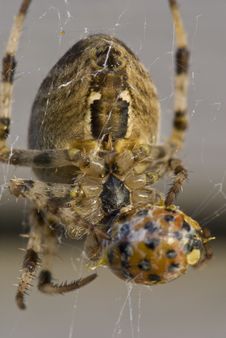 Spider Having Lunch Royalty Free Stock Images