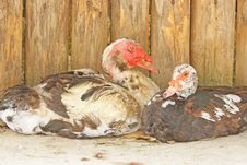 Turkey Ducks Stock Photos