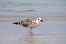 Sea-gull On The Shore Royalty Free Stock Photo